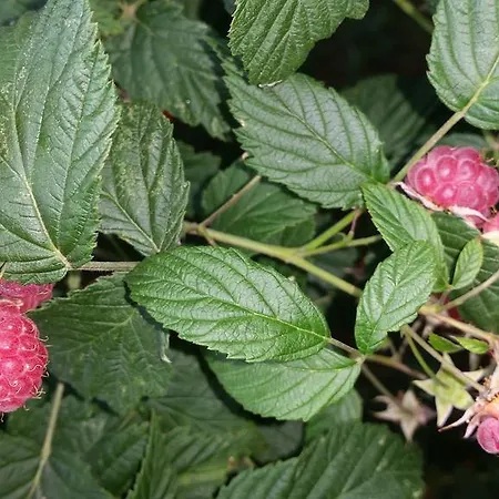 Giteovosges Ferienhaus *