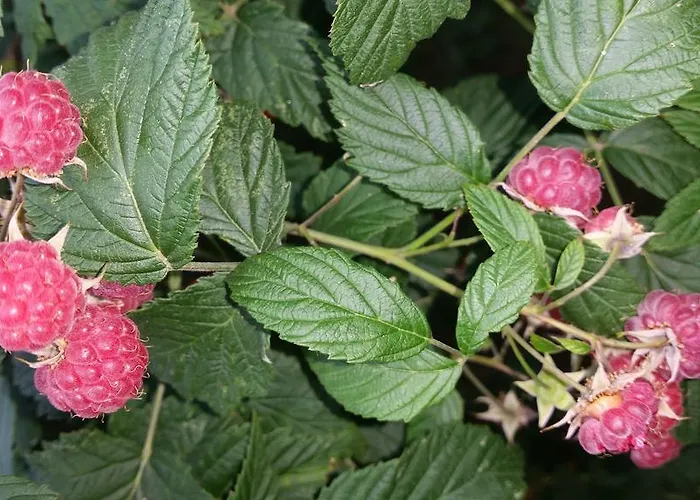 吉特奥沃斯基斯度假屋 度假居 *