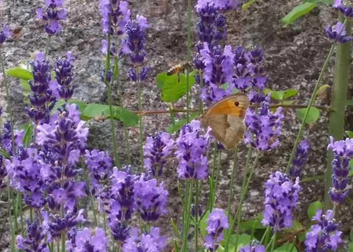 度假居 吉特奥沃斯基斯度假屋 La Croix-aux-Mines